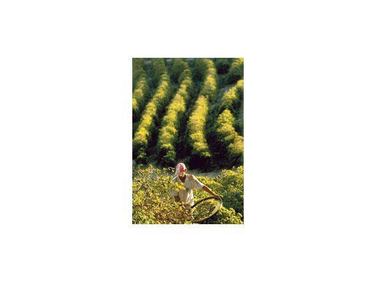 La producción mundial de café para el año actual 2009/2010 debería ser de 123,7 millones de bolsas de 60 kilos.