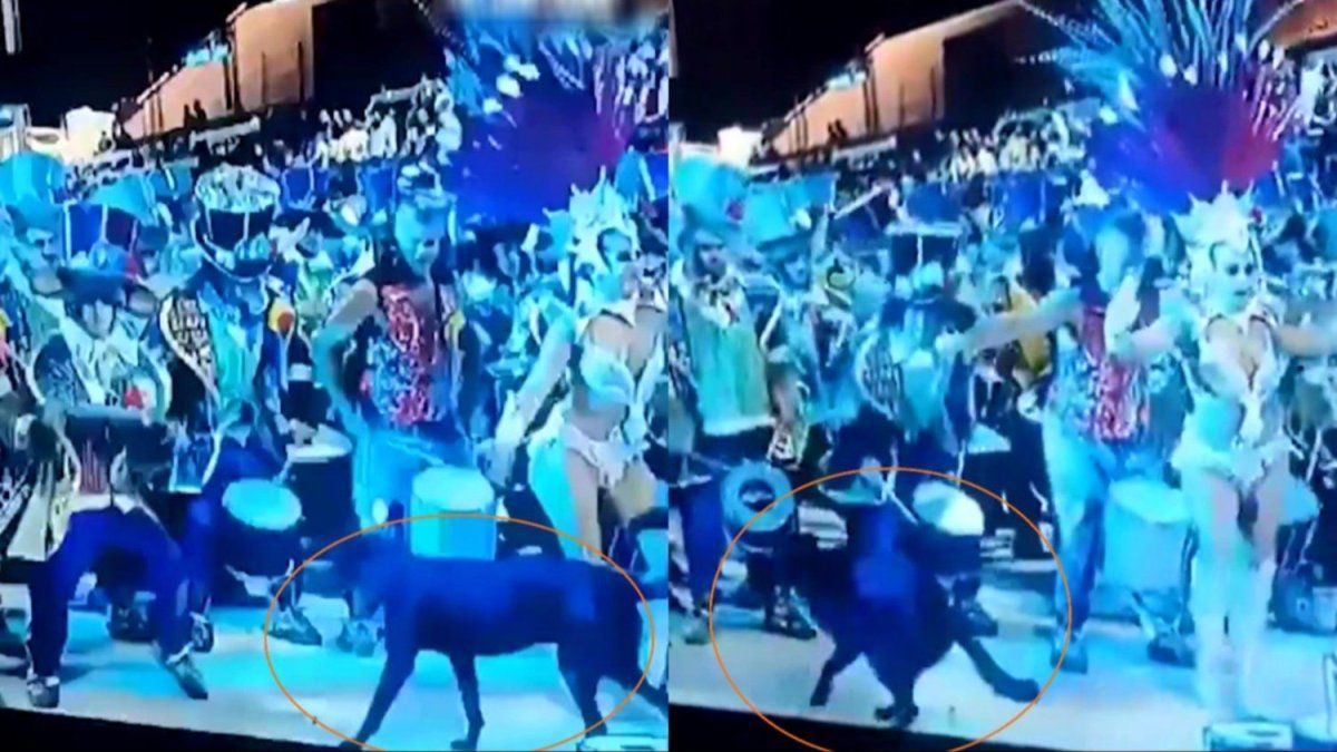 Scandal in Gualeguaychú: the member of a troupe hit a dog during the parade