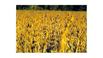 El área sembrada con la oleaginosa asciende a 17,7 millones de hectáreas en todo el país, con un rendimiento estimado superior a los 40 millones de toneladas.