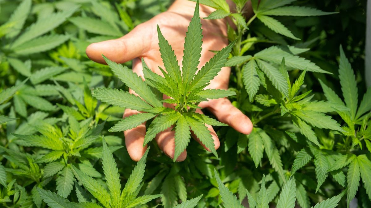 Hemp plant workers ask for layoff subsidies