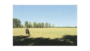 Sudamérica es el principal lugar para comprar, arrendar y administrar tierras agrícolas con fines de lucro.