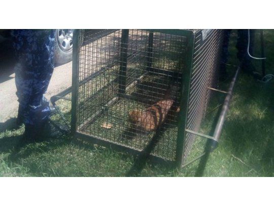 Capturaron un puma en el patio de una casa en Córdoba