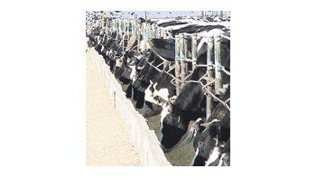 En el balance de la dieta de una vaca lechera de alta producción, se analizó la utilización de trigo y cebada en función de la variabilidad de sus costos relativos.