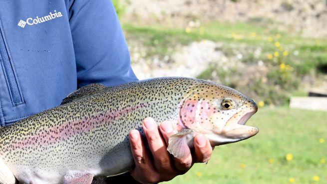 Exportaciones argentinas: por primera vez se vende trucha arcoíris de Neuquén a EEUU.&nbsp;