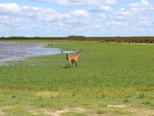 Parque Nacional Ciervo de los Pantanos.jpg