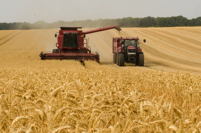 El Gobierno creó un fideicomiso para desacoplar los precios del trigo en el mercado interno