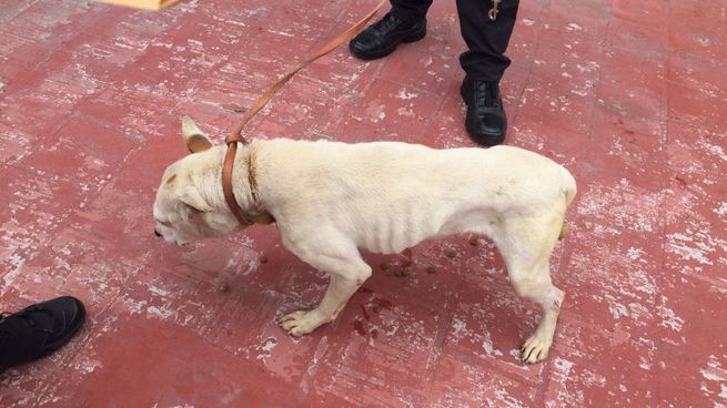 Coca perrita maltratada.jpeg