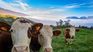 The production of this type regenerates the soil and restores biodiversity in general