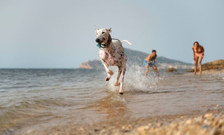 Los perros deben cumplir una serie de requisitos sanitarios antes de cruzar la frontera. Los perros deben cumplir una serie de requisitos sanitarios antes de cruzar la frontera.