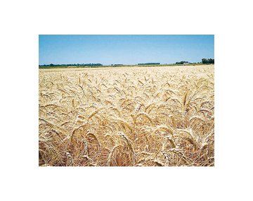Sin señales de precipitaciones en los próximos siete día el área agrícola destinada al trigo, volvería a caer.