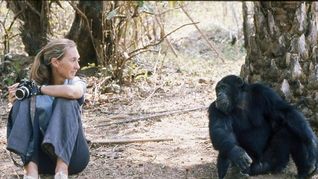 La científica dedicó su vida a estudiar y comprender el comportamiento de los chimpancés.