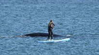 El momento en el que la mujer ahuyentó a la ballena&nbsp;