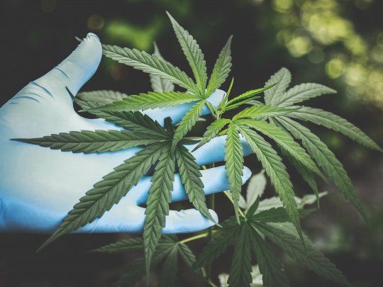 cannabis marihuana.jpg