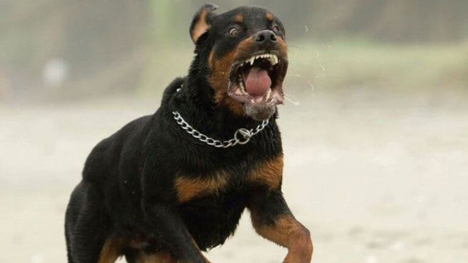 Rottweiler.