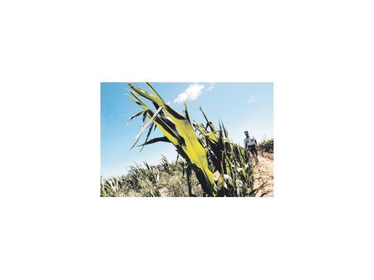 Los granos cuentan con fundamentos alcistas, basados en el corto plazo en el clima, con la corriente de La Niña como factor determinante. En el caso del maíz, la tendencia positiva se encontraría en su etapa inicial.