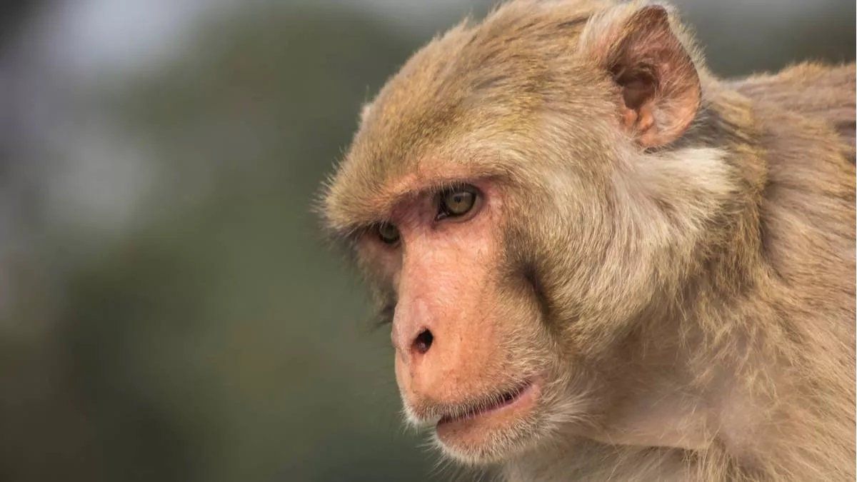 Viruela del mono: 4 puntos que llevan tranquilidad