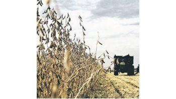 Con costos de labores e insumos con pocos cambios medidos en dólares y bajas de entre el 17% y el 24% en los precios internacionales de los granos, se consolida un escenario muy complejo para los productores.