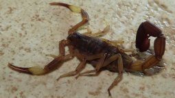 Insect pests are often a major headache, and it is difficult to find the right solutions to repel them. Insect pests are often a major headache, and it is difficult to find the right solutions to repel them.