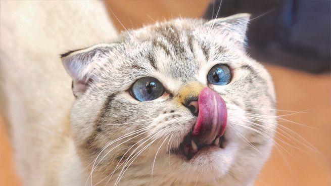 Descubrí cómo y cuándo lavar a tu gato. 