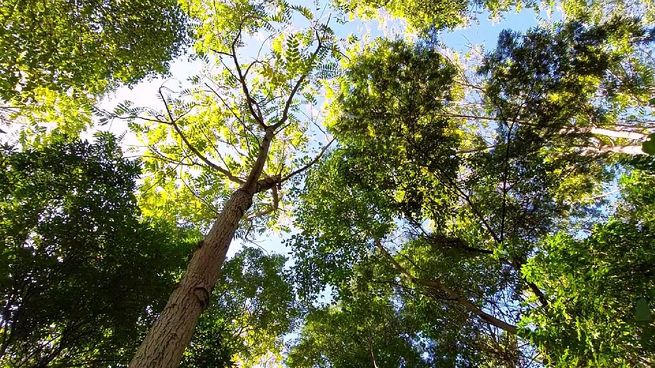 Para pymes: en esta nota enterate cómo medir la huella de carbono de forma gratuita.