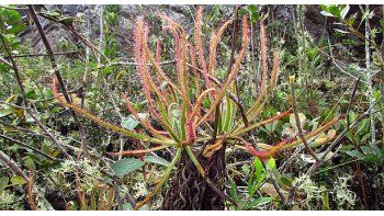 Drosera magnífica, una planta descubierta gracias a Facebook que solo vive en la cumbre de una montaña.