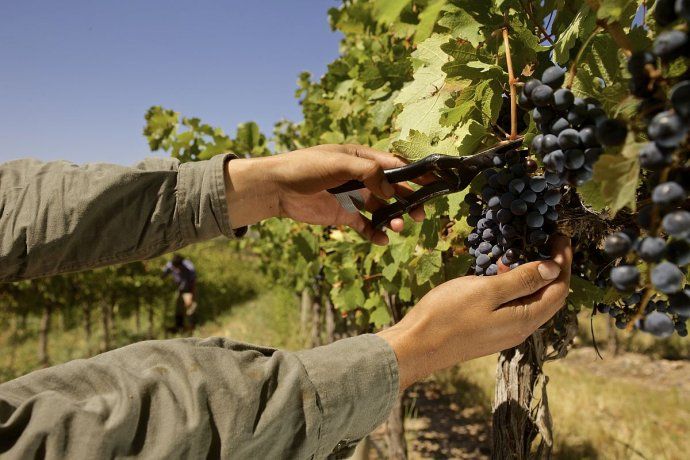 En Neuquén se producen vinos con las variedades Pinot Noir