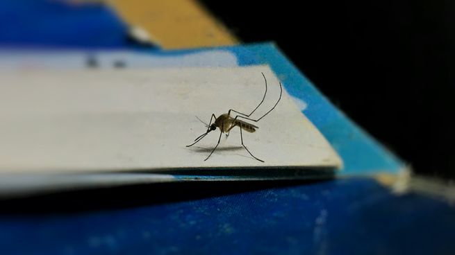 La razón por la que continúan los moquitos a pesar de la ola de frío. 