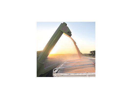 La suba del pronóstico se debe principalmente a una revisión alcista de la previsión de la producción de soja en Sudamérica, que alcanzaría alrededor de 134 millones de toneladas, 37 millones por encima de la temporada previa.