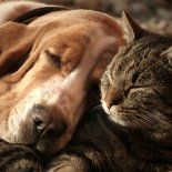 Observar el comportamiento de cada mascota es clave para ayudarla a gestionar mejor esos momentos de ansiedad. Observar el comportamiento de cada mascota es clave para ayudarla a gestionar mejor esos momentos de ansiedad.