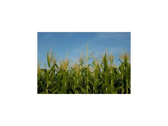 Bajan estimación de producción de maíz y soja en EEUU