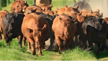 La producción de carne bovina subió 10% en enero