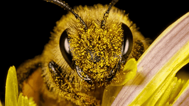 abeja.png