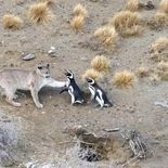 Los pumas volvieron a cazar pinguinos en la Patagonia Los pumas volvieron a cazar pinguinos en la Patagonia