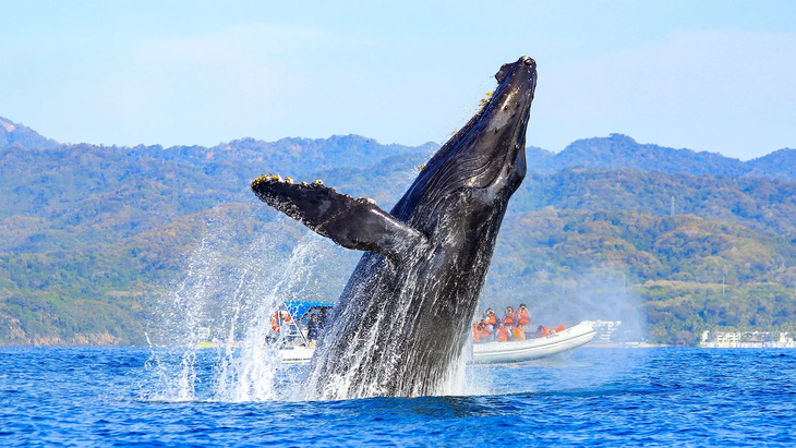 Entre noviembre y marzo, Guerrero ofrece avistamiento gratuito de ballenas y delfines desde las costas de Playa Ventura, en la Costa Chica. Entre noviembre y marzo, Guerrero ofrece avistamiento gratuito de ballenas y delfines desde las costas de Playa Ventura, en la Costa Chica.