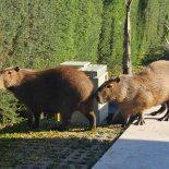 Inició el operativo de relocalización de carpinchos en el Nordelta. Inició el operativo de relocalización de carpinchos en el Nordelta.