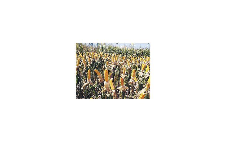 ámbito.com | Para laArgentina, elUSDAmantuvo sucifra deproducciónpara lapróximacampaña2007/08 en22,5 millonesde toneladas.