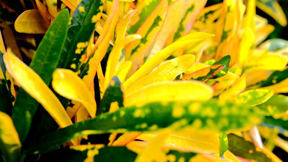 Much or little water? This is happening to your plant if you have the yellow leaves