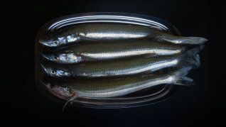 Diferentes propuestra gastronómicas con pescados para Semana Santa. Diferentes propuestra gastronómicas con pescados para Semana Santa.