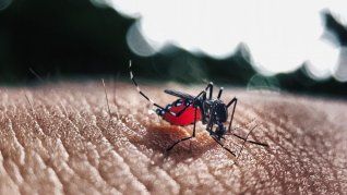 Aumentan los casos de dengue en nuestro país