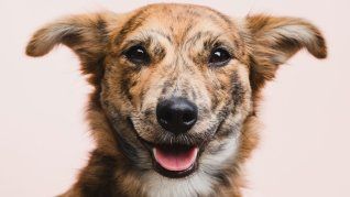 ¿Cuándo desparasitar a un perro recién rescatado?