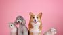 Domestic animals. Pets. Dogs and cats. Domestic animals. Pets. Dogs and cats.