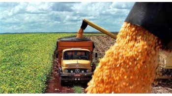EEUU eleva previsión de cosecha maíz argentina, pero reduce la de trigo