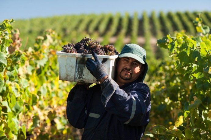 The wines from this winery are sold in Rosario (Santa Fe), Ushuaia (Tierra del Fuego), City of Buenos Aires and Bahía Blanca. The wines from this winery are sold in Rosario (Santa Fe), Ushuaia (Tierra del Fuego), City of Buenos Aires and Bahía Blanca.