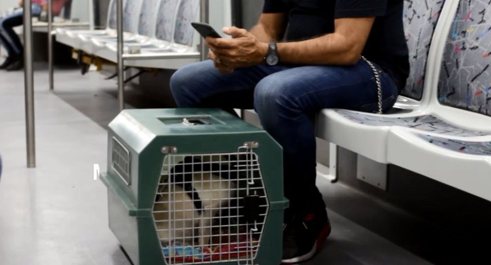 Ahora los perros y gatos también pueden viajar en subte
