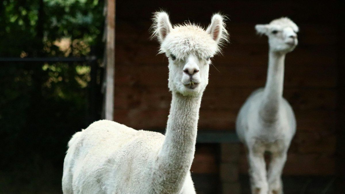 Alpacas infected with highly pathogenic avian flu are detected for the first time