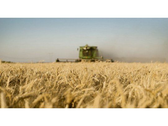 Cosecha. En algunas zonas se detectó también la presencia de plagas como la fusariosis en las etapas reproductivas de los cultivares.