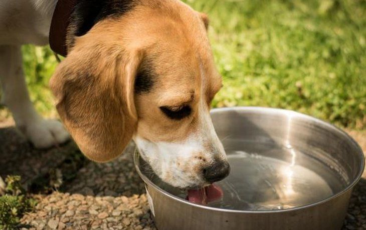 Lo principal es mantener las mascotas hidratadas con agua fresca.
