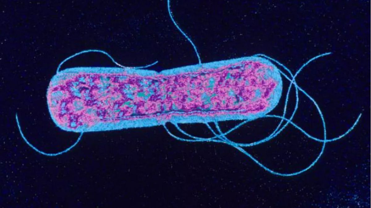 Shigella y Salmonella para prevenir intoxicaciones