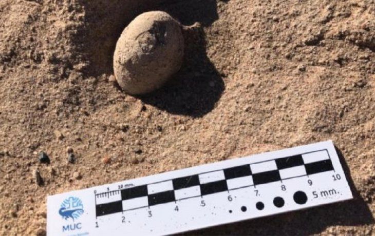Fueron hallados más de 70 huevos de dinosaurios dentro del campus de la Universidad Nacional del Comahue.&nbsp;