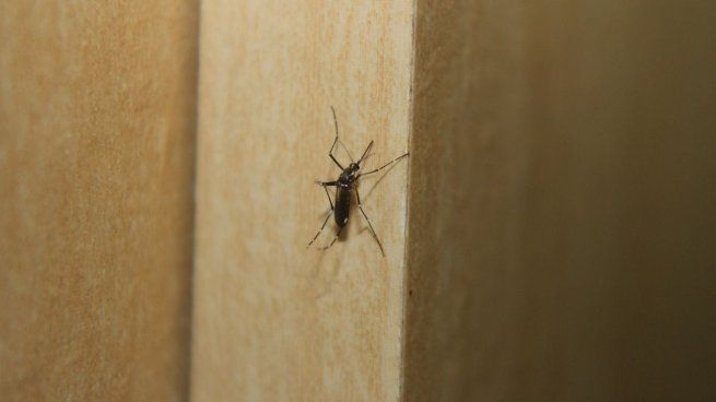 El Ministerio de Salud de Santa Fe informó que en la última semana se confirmaron 681 nuevos casos de dengue.
